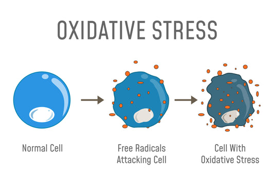 What are Free Radicals and why are Antioxidants so important?
